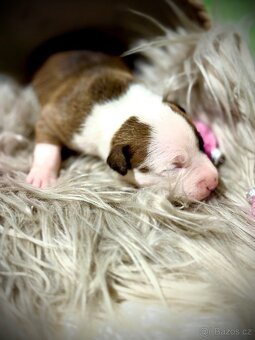 American Bully ABKC - 6