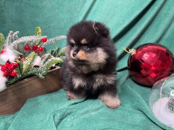 Štěňata pomeraniana s PP FCI - 6