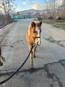 Hrebecek Shetland - 6