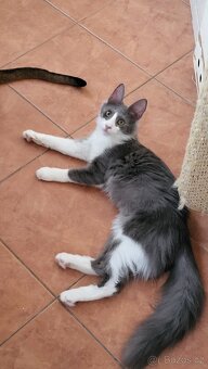 Turecká angora s PP - koťátka - 6