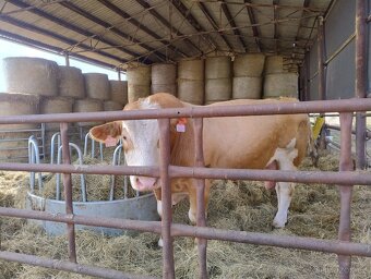 Plemenný býk Simentál - 6