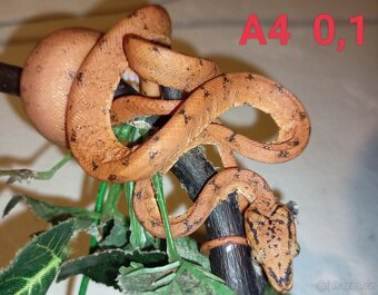 Corallus hortulanus CB 9/24 - 6
