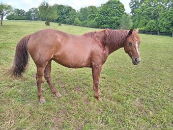 Kobylka Quarter horse kvh 148cm - 6
