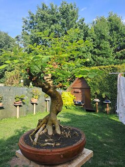 Bonsaj,bonsai Jasan Ztepilý - 6