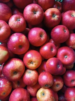 Trhaná jablka ze zahrady - 6