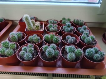 Sazeničky kaktusů mamilárie - 6