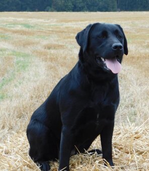 Labradorský retrívr s PP - 6