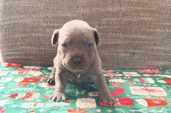 Stafordšírský bulteriér - 6