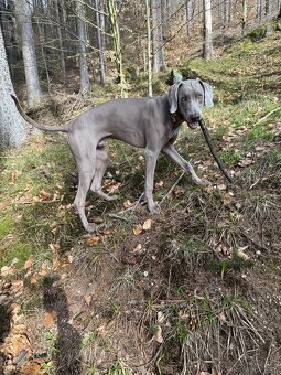 Výmarský ohař s PP - 6