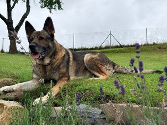 Německý ovčák - 6