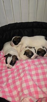 Jack Russell terier - 6
