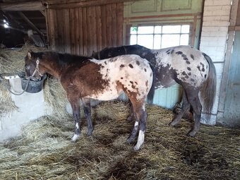 Klisna Appaloosa - 6