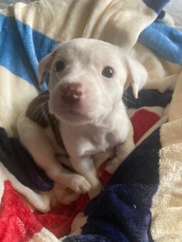 Americký Pitbulteriér X Border kolie - 6