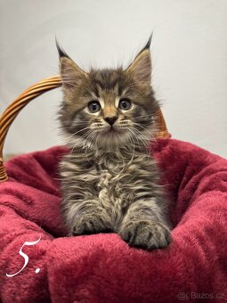 Mainská mývalí kočka / Maine Coon koťata - 6