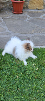 Pomeranian - 6