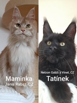 Mainská mývalí kočka s PP - věk 6 měsíců - 6