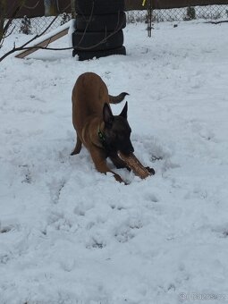 BELGICKÝ OVČÁK - MALINOIS - 6