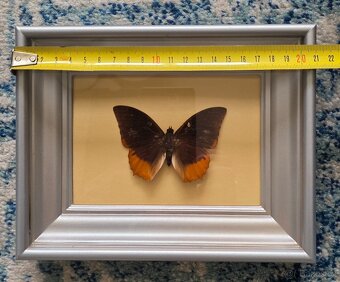 Sbírka motýlů - 6
