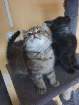 Britská modrá koťátka - 6