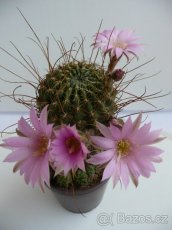 Kaktusy a sukulenty - 6