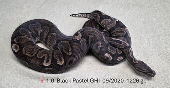 Krajta královská (Python regius) - 6