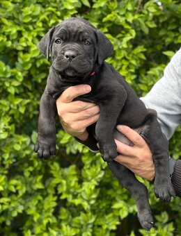 Štěňátka Cane Corso - 6