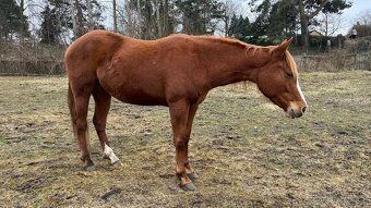 APH-American Paint horse - 6