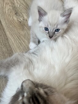 Ragdoll koťátka bez PP - 6
