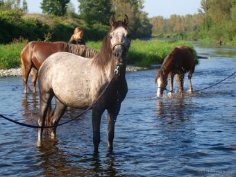 Prodej tříleté klisny Welsh pony, sekce B - 6
