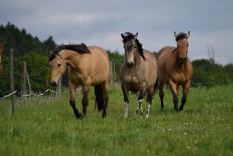 Valach paint horse 8 let - 6