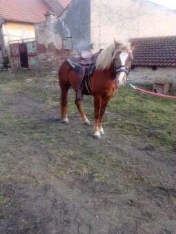 Prodám valacha WPB - 6