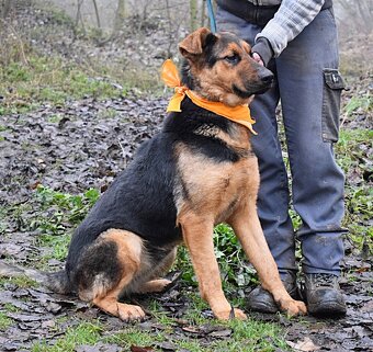 FIBI K ADOPCI - HODNÉ ZLATÍČKO, ZASLOUŽÍ SI MILUJÍCÍ RODINU - 6