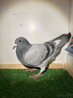 Poštovní holub - výletky 2025 - 6