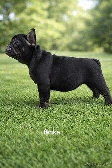 Francouzsky buldoček - 6