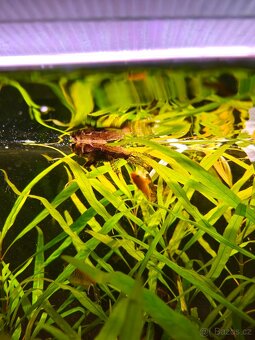 Akvárium 290l s vybavením - 6