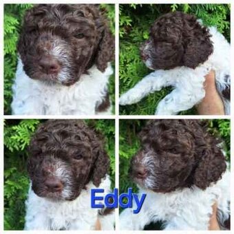 Lagotto romagnolo - pejsci - 6
