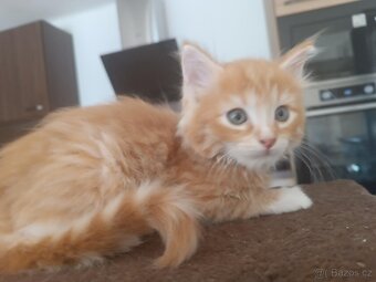 Mainská mývalí x ragdoll - 6