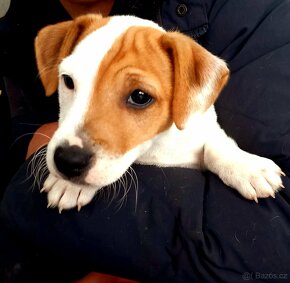 Jack Russell Terrier - 6