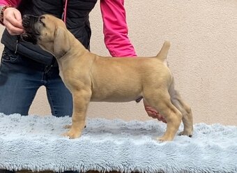 Boerboel štěňata na prodej (FCI) - 6