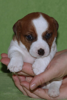štěňata Jack Russell teriéra s PP - 6