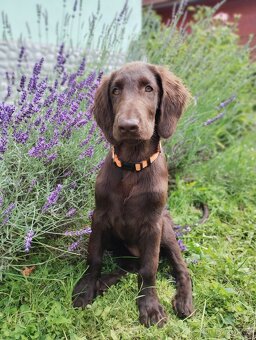 Flat coated retriever - šteniatko s PP - 6