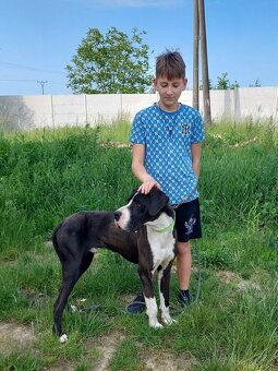 DENNY K ADOPCI - německá doga, přátelský mazel, miluje děti - 6