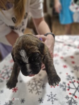 Německý boxer Žíhaný - 6