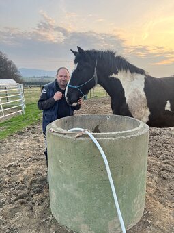 6 letá Barock Pinto - 6