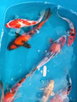 Koi kapr originál - 6