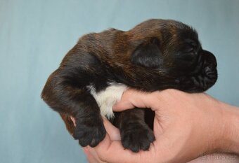 Německý boxer - 6