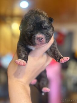 Akita Inu s průkazem původu (PP) - FCI & AKIHO - 6