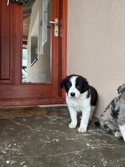 štěňátka border kolie - 6