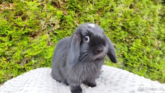 Zakrslý beránek, králíček, králík - ELLA - 6