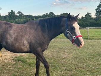 Kobyla Paint horse - 6